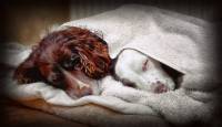 DOG SLEEP TOWEL